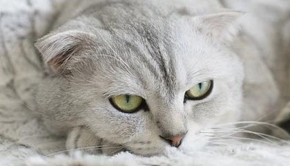 世界杯app下载-科曼：输球让我感到愤怒 球员们知道我很生气